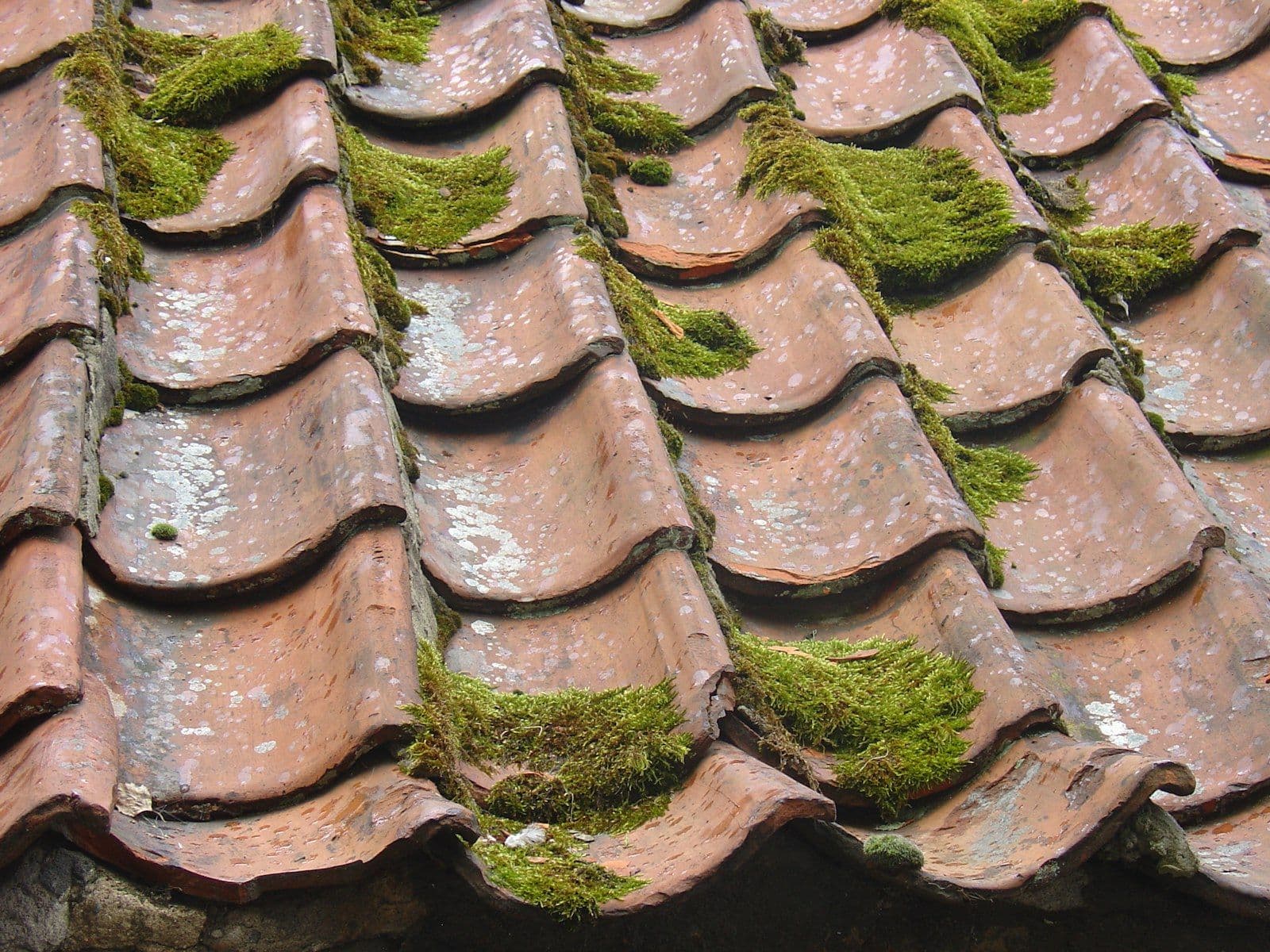 Roof Cleaning (2)